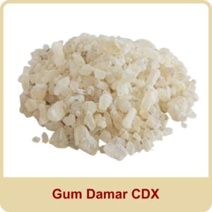 gum damar cdx