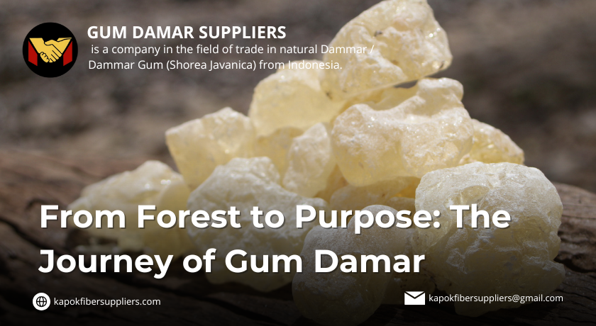 gum damar