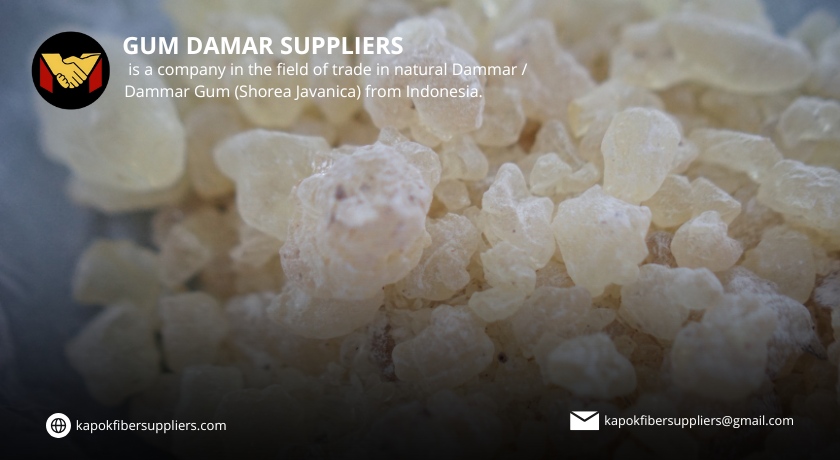 gum damar
