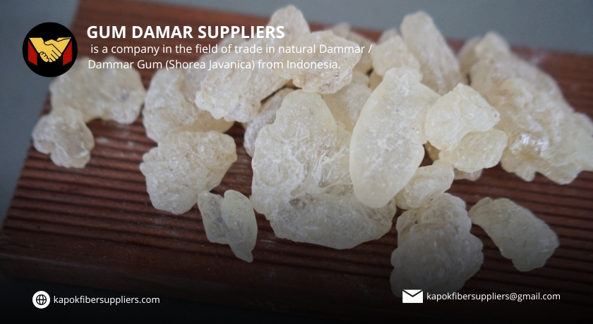 gum damar