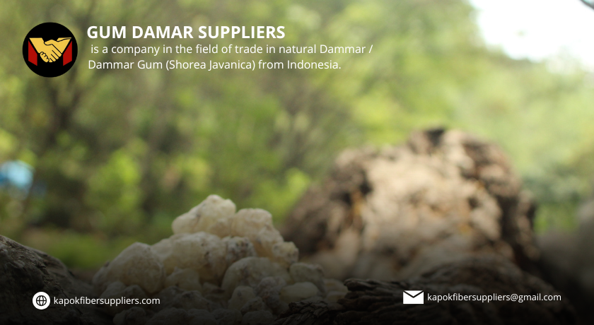 gum damar