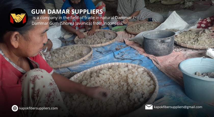 gum damar
