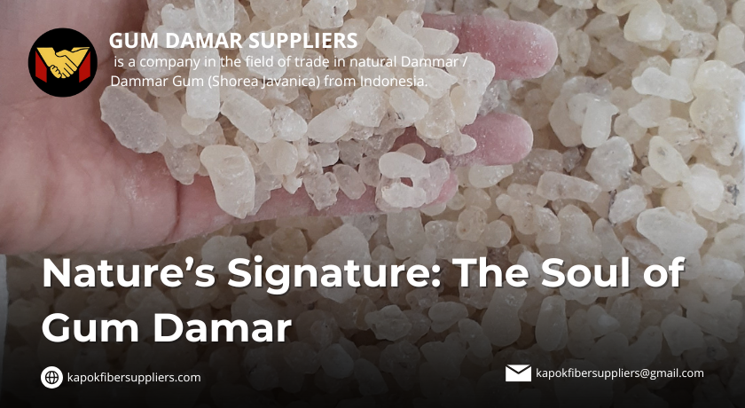 gum damar