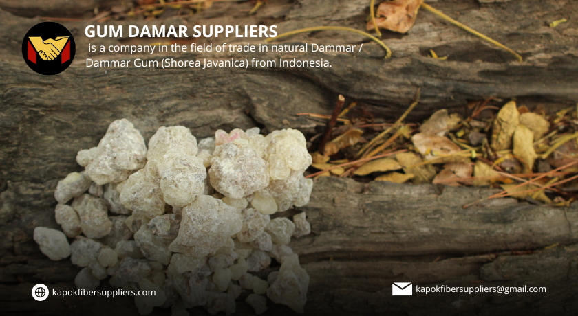 gum damar