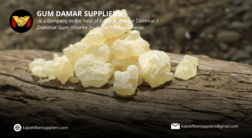 gum damar