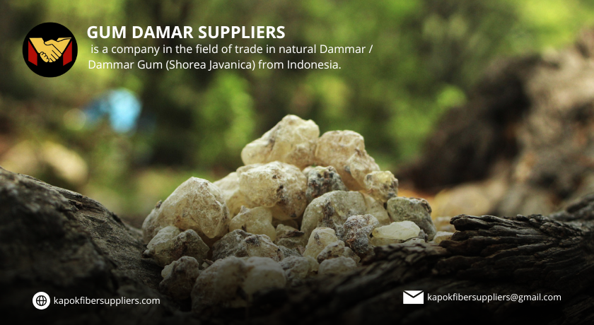 gum damar
