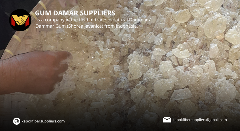 gum damar