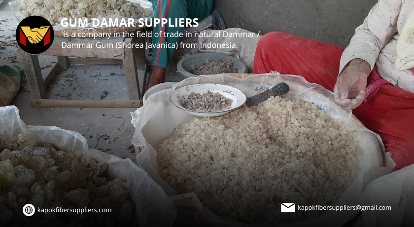 gum damar