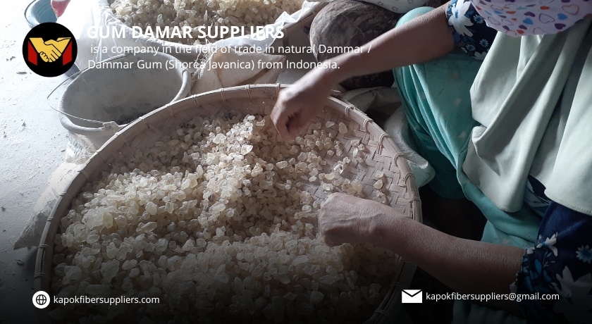 gum damar