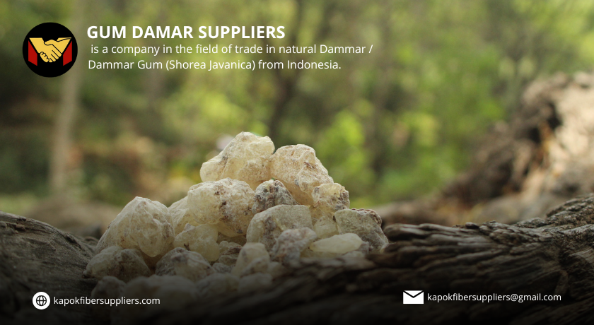 gum damar