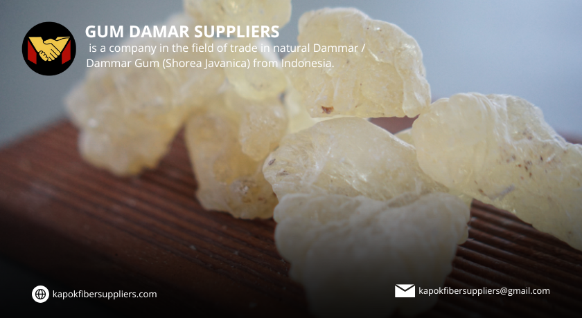 gum damar