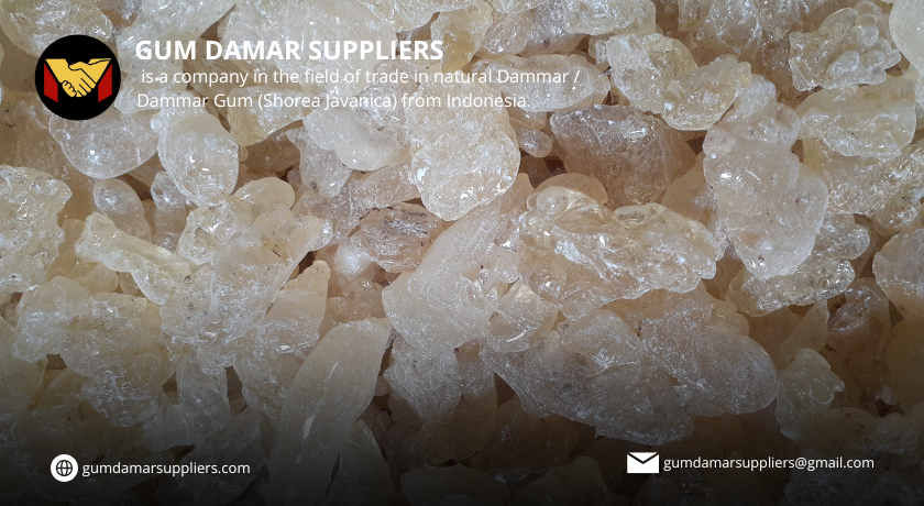 gum damar