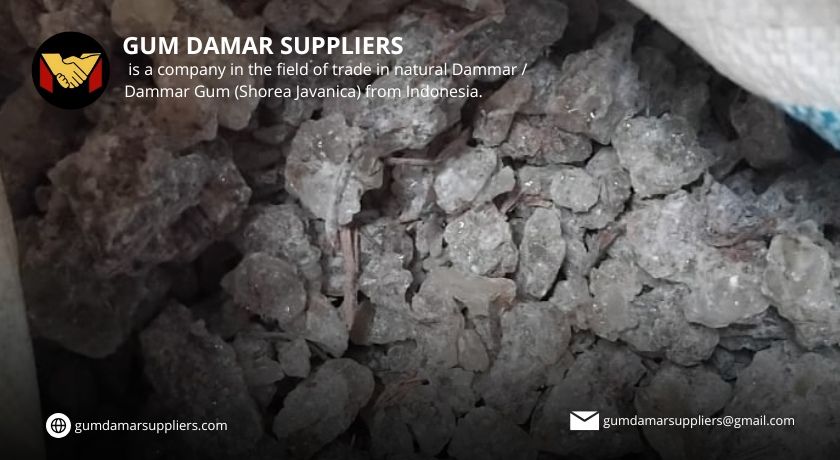 gum damar