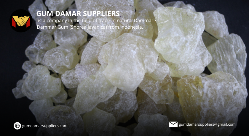 gum damar