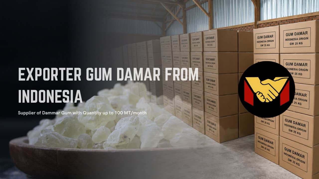 gum damar